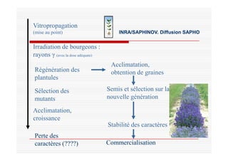 Vitropropagation
(mise au point)
Irradiation de bourgeons :
rayons γ (avec la dose adéquate)
Régénération des
plantules
Ac...