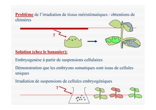 Problème de l’irradiation de tissus méristématiques : obtentions de
chimères
Solution (chez le bananier):
γ
Embryogenèse à...
