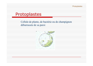 Protoplastes
Cellule de plante, de bactérie ou de champignon
débarrassée de sa paroi
Protoplastes
 
