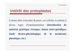 Intérêt des protoplastes
Protoplastes
Comme elles n'ont plus de paroi, ces cellules se prêtent à
divers types d'expériment...
