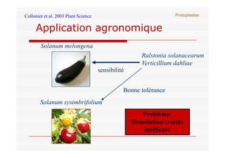 Solanum melongena
Ralstonia solanacearum
Verticillium dahliae
sensibilité
Application agronomique
Collonier et al. 2003 Pl...