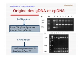 Origine des gDNA et cpDNA
RAPD pattern
Les ADN génomiques sont
tous les deux présents
Collonier et al. 2003 Plant Science
...