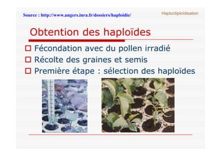 Obtention des haploïdes
 Fécondation avec du pollen irradié
 Récolte des graines et semis
 Première étape : sélection des ...