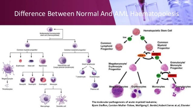 Acute Myeloid Leukemia Signalling