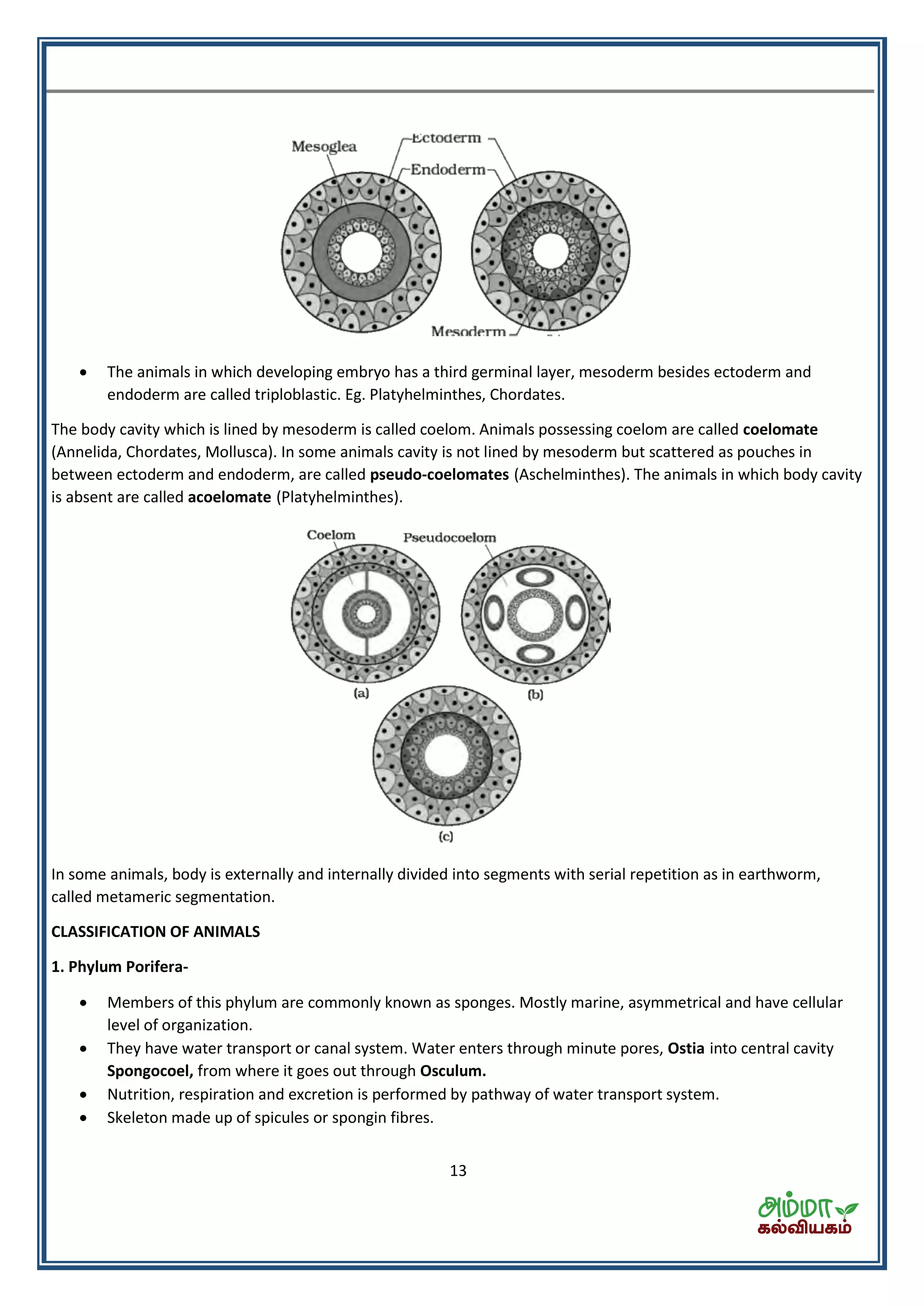 13
 The animals in which developing embryo has a third germinal layer, mesoderm besides ectoderm and
endoderm are called triploblastic. Eg. Platyhelminthes, Chordates.
The body cavity which is lined by mesoderm is called coelom. Animals possessing coelom are called coelomate
(Annelida, Chordates, Mollusca). In some animals cavity is not lined by mesoderm but scattered as pouches in
between ectoderm and endoderm, are called pseudo-coelomates (Aschelminthes). The animals in which body cavity
is absent are called acoelomate (Platyhelminthes).
In some animals, body is externally and internally divided into segments with serial repetition as in earthworm,
called metameric segmentation.
CLASSIFICATION OF ANIMALS
1. Phylum Porifera-
 Members of this phylum are commonly known as sponges. Mostly marine, asymmetrical and have cellular
level of organization.
 They have water transport or canal system. Water enters through minute pores, Ostia into central cavity
Spongocoel, from where it goes out through Osculum.
 Nutrition, respiration and excretion is performed by pathway of water transport system.
 Skeleton made up of spicules or spongin fibres.
 