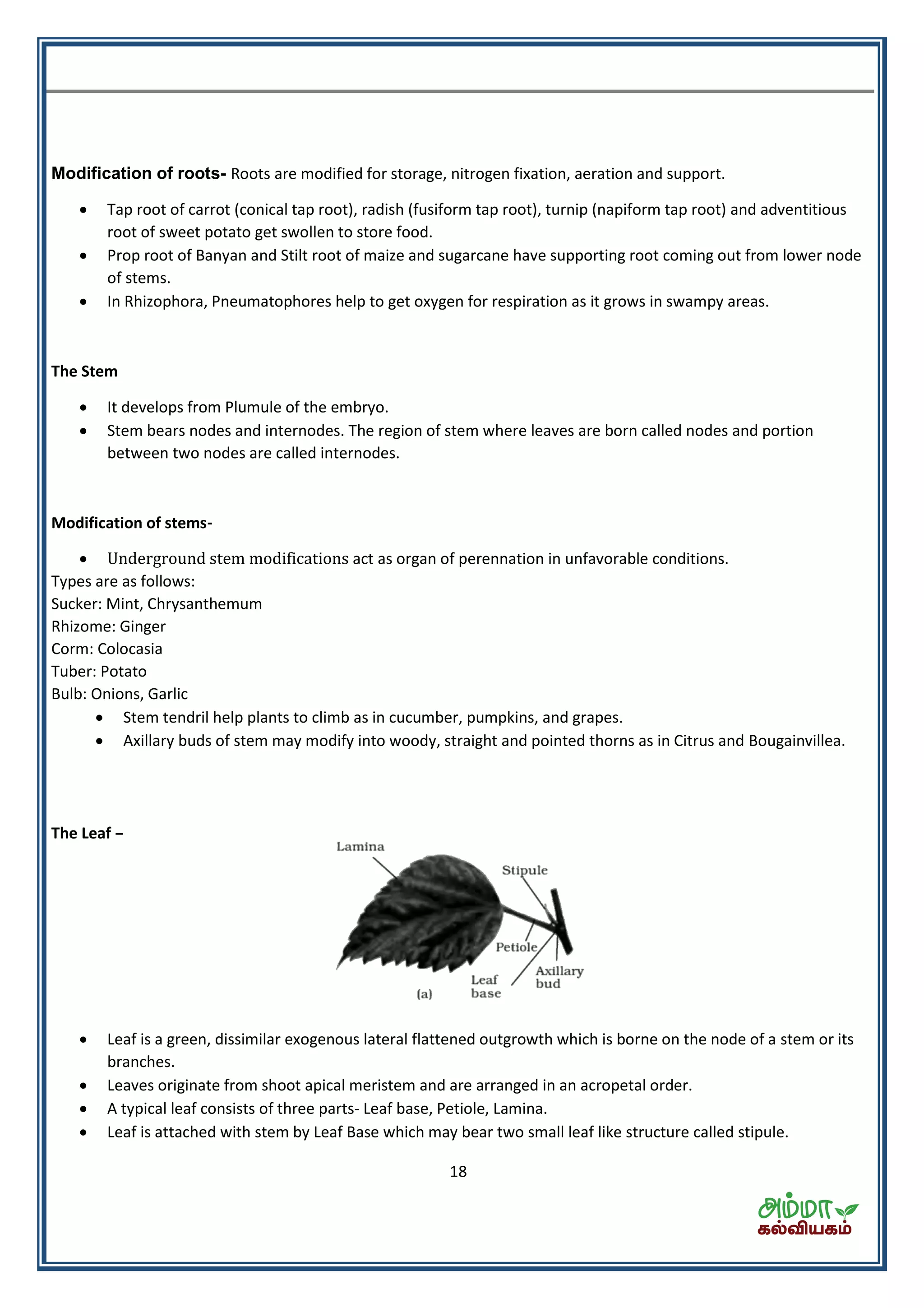 18
Modification of roots- Roots are modified for storage, nitrogen fixation, aeration and support.
 Tap root of carrot (conical tap root), radish (fusiform tap root), turnip (napiform tap root) and adventitious
root of sweet potato get swollen to store food.
 Prop root of Banyan and Stilt root of maize and sugarcane have supporting root coming out from lower node
of stems.
 In Rhizophora, Pneumatophores help to get oxygen for respiration as it grows in swampy areas.
The Stem
 It develops from Plumule of the embryo.
 Stem bears nodes and internodes. The region of stem where leaves are born called nodes and portion
between two nodes are called internodes.
Modification of stems-
 Underground stem modifications act as organ of perennation in unfavorable conditions.
Types are as follows:
Sucker: Mint, Chrysanthemum
Rhizome: Ginger
Corm: Colocasia
Tuber: Potato
Bulb: Onions, Garlic
 Stem tendril help plants to climb as in cucumber, pumpkins, and grapes.
 Axillary buds of stem may modify into woody, straight and pointed thorns as in Citrus and Bougainvillea.
The Leaf –
 Leaf is a green, dissimilar exogenous lateral flattened outgrowth which is borne on the node of a stem or its
branches.
 Leaves originate from shoot apical meristem and are arranged in an acropetal order.
 A typical leaf consists of three parts- Leaf base, Petiole, Lamina.
 Leaf is attached with stem by Leaf Base which may bear two small leaf like structure called stipule.
 