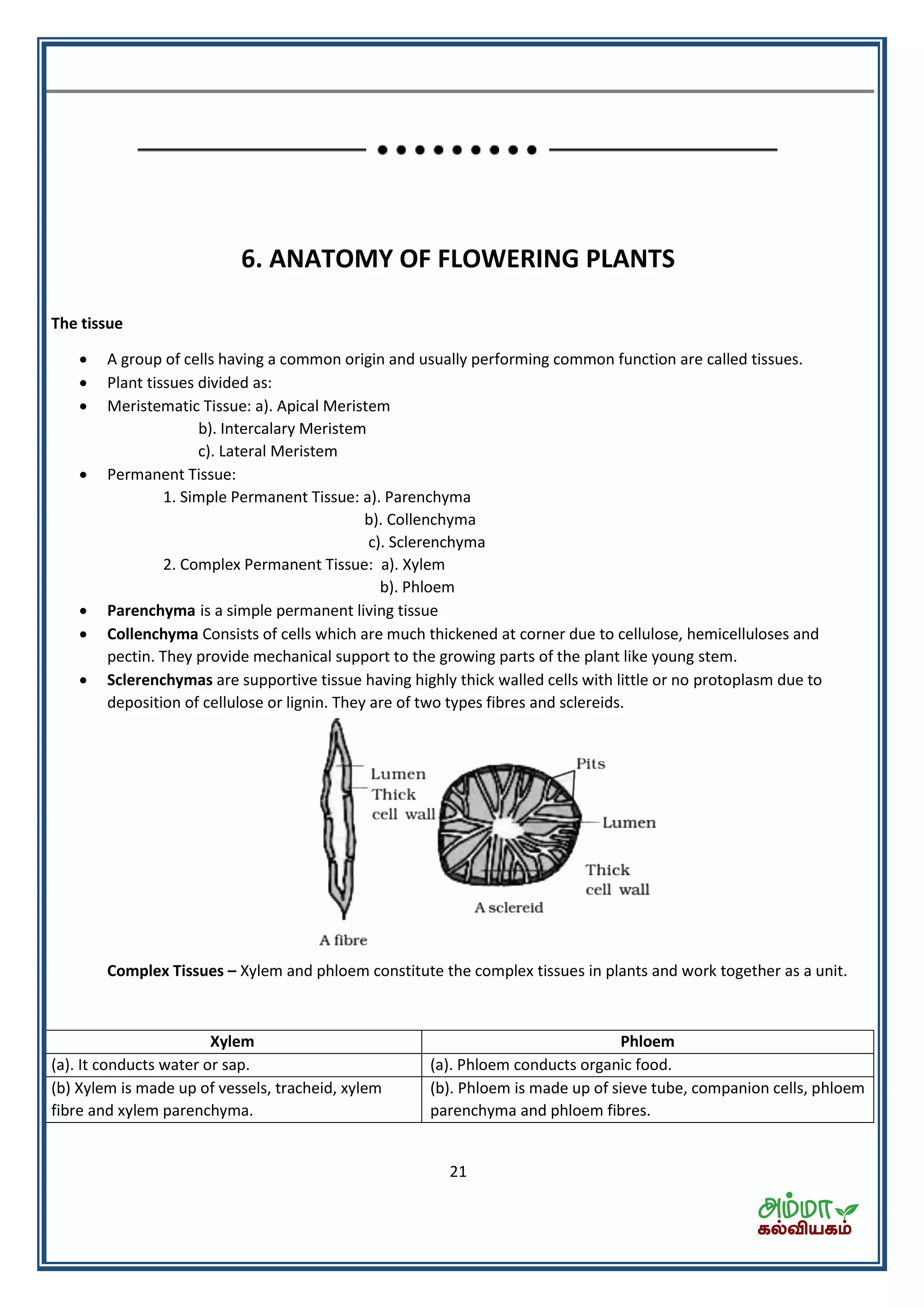 21
6. ANATOMY OF FLOWERING PLANTS
The tissue
 A group of cells having a common origin and usually performing common function are called tissues.
 Plant tissues divided as:
 Meristematic Tissue: a). Apical Meristem
b). Intercalary Meristem
c). Lateral Meristem
 Permanent Tissue:
1. Simple Permanent Tissue: a). Parenchyma
b). Collenchyma
c). Sclerenchyma
2. Complex Permanent Tissue: a). Xylem
b). Phloem
 Parenchyma is a simple permanent living tissue
 Collenchyma Consists of cells which are much thickened at corner due to cellulose, hemicelluloses and
pectin. They provide mechanical support to the growing parts of the plant like young stem.
 Sclerenchymas are supportive tissue having highly thick walled cells with little or no protoplasm due to
deposition of cellulose or lignin. They are of two types fibres and sclereids.
Complex Tissues – Xylem and phloem constitute the complex tissues in plants and work together as a unit.
Xylem Phloem
(a). It conducts water or sap. (a). Phloem conducts organic food.
(b) Xylem is made up of vessels, tracheid, xylem
fibre and xylem parenchyma.
(b). Phloem is made up of sieve tube, companion cells, phloem
parenchyma and phloem fibres.
 