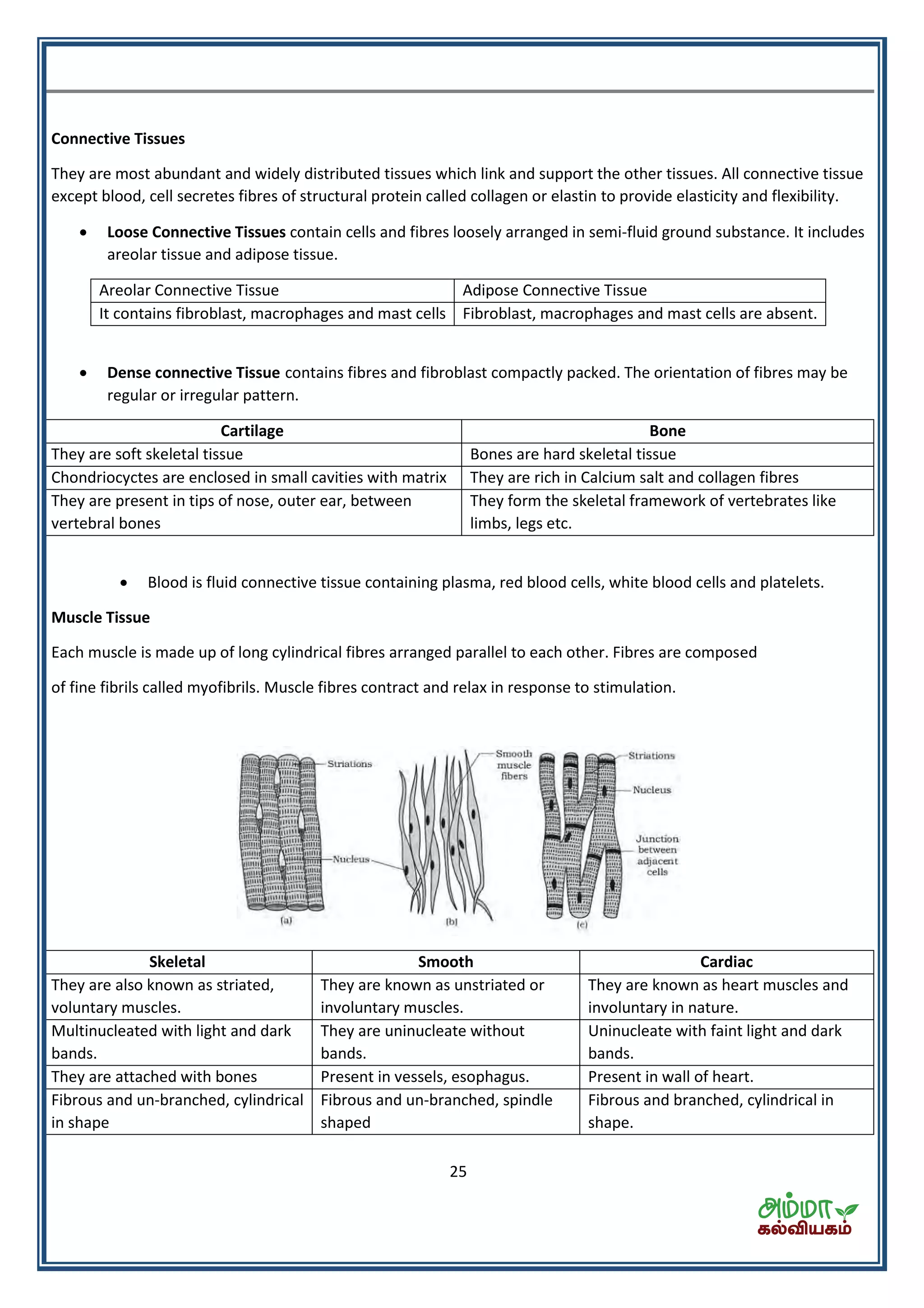 25
Connective Tissues
They are most abundant and widely distributed tissues which link and support the other tissues. All connective tissue
except blood, cell secretes fibres of structural protein called collagen or elastin to provide elasticity and flexibility.
 Loose Connective Tissues contain cells and fibres loosely arranged in semi-fluid ground substance. It includes
areolar tissue and adipose tissue.
Areolar Connective Tissue Adipose Connective Tissue
It contains fibroblast, macrophages and mast cells Fibroblast, macrophages and mast cells are absent.
 Dense connective Tissue contains fibres and fibroblast compactly packed. The orientation of fibres may be
regular or irregular pattern.
Cartilage Bone
They are soft skeletal tissue Bones are hard skeletal tissue
Chondriocyctes are enclosed in small cavities with matrix They are rich in Calcium salt and collagen fibres
They are present in tips of nose, outer ear, between
vertebral bones
They form the skeletal framework of vertebrates like
limbs, legs etc.
 Blood is fluid connective tissue containing plasma, red blood cells, white blood cells and platelets.
Muscle Tissue
Each muscle is made up of long cylindrical fibres arranged parallel to each other. Fibres are composed
of fine fibrils called myofibrils. Muscle fibres contract and relax in response to stimulation.
Skeletal Smooth Cardiac
They are also known as striated,
voluntary muscles.
They are known as unstriated or
involuntary muscles.
They are known as heart muscles and
involuntary in nature.
Multinucleated with light and dark
bands.
They are uninucleate without
bands.
Uninucleate with faint light and dark
bands.
They are attached with bones Present in vessels, esophagus. Present in wall of heart.
Fibrous and un-branched, cylindrical
in shape
Fibrous and un-branched, spindle
shaped
Fibrous and branched, cylindrical in
shape.
 
