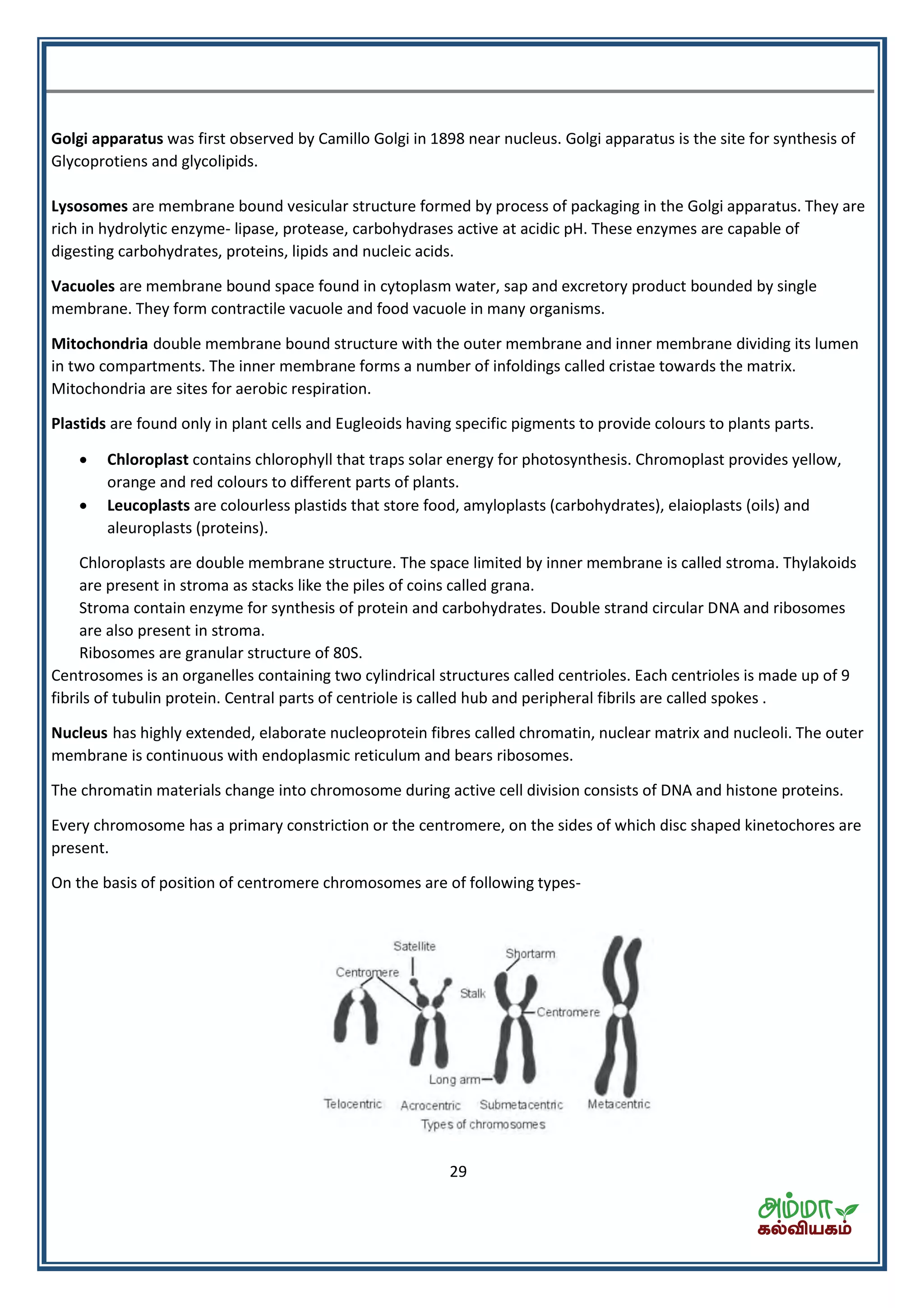 29
Golgi apparatus was first observed by Camillo Golgi in 1898 near nucleus. Golgi apparatus is the site for synthesis of
Glycoprotiens and glycolipids.
Lysosomes are membrane bound vesicular structure formed by process of packaging in the Golgi apparatus. They are
rich in hydrolytic enzyme- lipase, protease, carbohydrases active at acidic pH. These enzymes are capable of
digesting carbohydrates, proteins, lipids and nucleic acids.
Vacuoles are membrane bound space found in cytoplasm water, sap and excretory product bounded by single
membrane. They form contractile vacuole and food vacuole in many organisms.
Mitochondria double membrane bound structure with the outer membrane and inner membrane dividing its lumen
in two compartments. The inner membrane forms a number of infoldings called cristae towards the matrix.
Mitochondria are sites for aerobic respiration.
Plastids are found only in plant cells and Eugleoids having specific pigments to provide colours to plants parts.
 Chloroplast contains chlorophyll that traps solar energy for photosynthesis. Chromoplast provides yellow,
orange and red colours to different parts of plants.
 Leucoplasts are colourless plastids that store food, amyloplasts (carbohydrates), elaioplasts (oils) and
aleuroplasts (proteins).
Chloroplasts are double membrane structure. The space limited by inner membrane is called stroma. Thylakoids
are present in stroma as stacks like the piles of coins called grana.
Stroma contain enzyme for synthesis of protein and carbohydrates. Double strand circular DNA and ribosomes
are also present in stroma.
Ribosomes are granular structure of 80S.
Centrosomes is an organelles containing two cylindrical structures called centrioles. Each centrioles is made up of 9
fibrils of tubulin protein. Central parts of centriole is called hub and peripheral fibrils are called spokes .
Nucleus has highly extended, elaborate nucleoprotein fibres called chromatin, nuclear matrix and nucleoli. The outer
membrane is continuous with endoplasmic reticulum and bears ribosomes.
The chromatin materials change into chromosome during active cell division consists of DNA and histone proteins.
Every chromosome has a primary constriction or the centromere, on the sides of which disc shaped kinetochores are
present.
On the basis of position of centromere chromosomes are of following types-
 