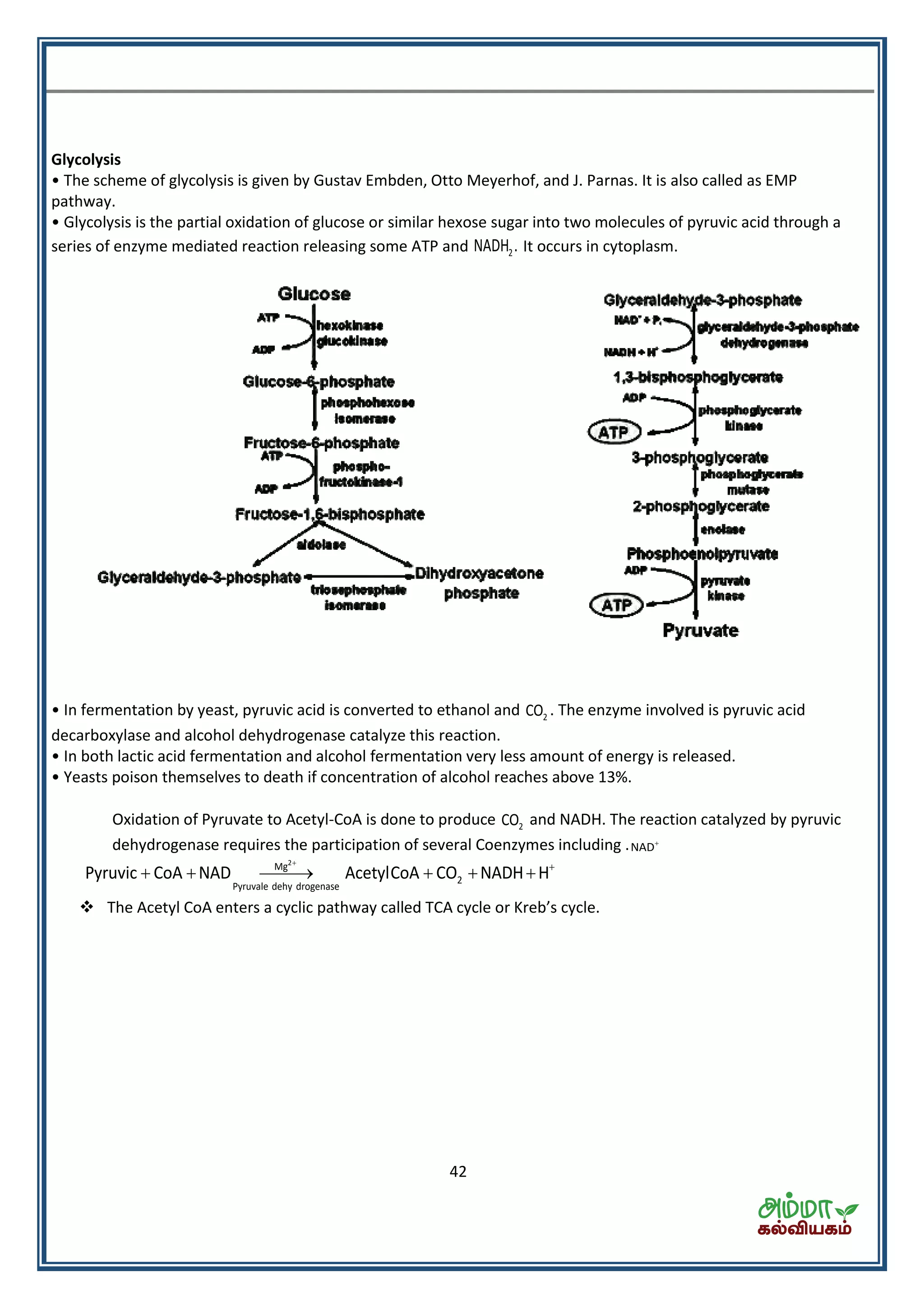 42
Glycolysis
• The scheme of glycolysis is given by Gustav Embden, Otto Meyerhof, and J. Parnas. It is also called as EMP
pathway.
• Glycolysis is the partial oxidation of glucose or similar hexose sugar into two molecules of pyruvic acid through a
series of enzyme mediated reaction releasing some ATP and 2NADH . It occurs in cytoplasm.
• In fermentation by yeast, pyruvic acid is converted to ethanol and 2CO . The enzyme involved is pyruvic acid
decarboxylase and alcohol dehydrogenase catalyze this reaction.
• In both lactic acid fermentation and alcohol fermentation very less amount of energy is released.
• Yeasts poison themselves to death if concentration of alcohol reaches above 13%.
Oxidation of Pyruvate to Acetyl-CoA is done to produce 2CO and NADH. The reaction catalyzed by pyruvic
dehydrogenase requires the participation of several Coenzymes including .NAD
2
Mg
2
Pyruvale dehy drogenase
Pyruvic CoA NAD AcetylCoA CO NADH H


     
 The A et l CoA e te s a li path a alled TCA le o K e s le.
 
