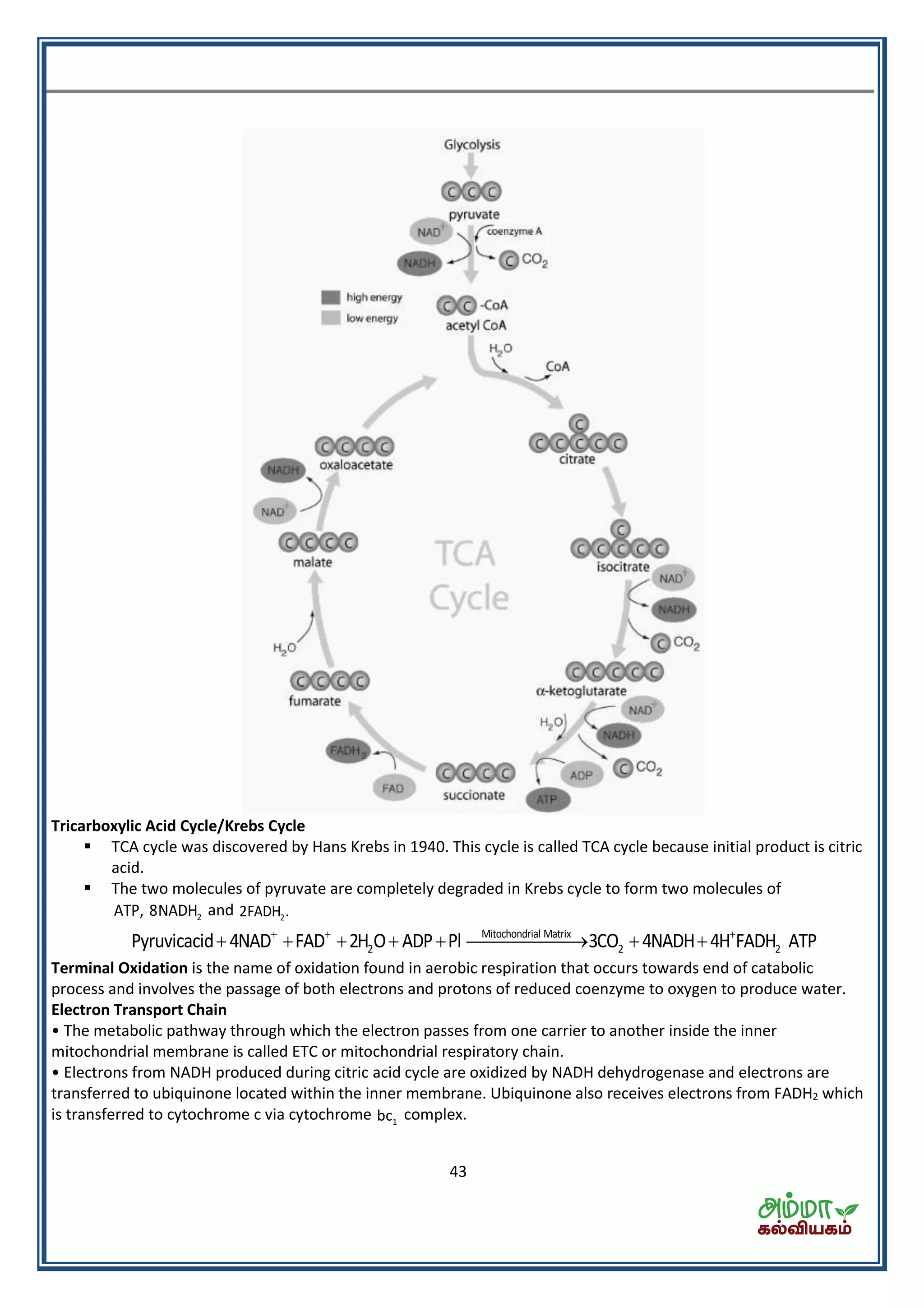43
Tricarboxylic Acid Cycle/Krebs Cycle
 TCA cycle was discovered by Hans Krebs in 1940. This cycle is called TCA cycle because initial product is citric
acid.
 The two molecules of pyruvate are completely degraded in Krebs cycle to form two molecules of
2ATP, 8NADH and 22FADH .
Mitochondrial Matrix
2 2 2Pyruvicacid 4NAD FAD 2H O ADP Pl 3CO 4NADH 4H FADH ATP  
       
Terminal Oxidation is the name of oxidation found in aerobic respiration that occurs towards end of catabolic
process and involves the passage of both electrons and protons of reduced coenzyme to oxygen to produce water.
Electron Transport Chain
• The metabolic pathway through which the electron passes from one carrier to another inside the inner
mitochondrial membrane is called ETC or mitochondrial respiratory chain.
• Electrons from NADH produced during citric acid cycle are oxidized by NADH dehydrogenase and electrons are
transferred to ubiquinone located within the inner membrane. Ubiquinone also receives electrons from FADH2 which
is transferred to cytochrome c via cytochrome 1bc complex.
 
