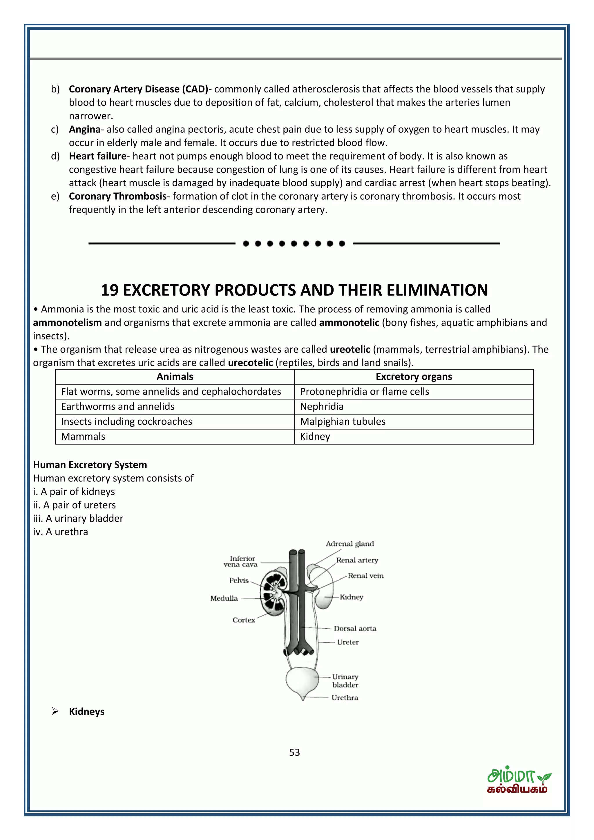 53
b) Coronary Artery Disease (CAD)- commonly called atherosclerosis that affects the blood vessels that supply
blood to heart muscles due to deposition of fat, calcium, cholesterol that makes the arteries lumen
narrower.
c) Angina- also called angina pectoris, acute chest pain due to less supply of oxygen to heart muscles. It may
occur in elderly male and female. It occurs due to restricted blood flow.
d) Heart failure- heart not pumps enough blood to meet the requirement of body. It is also known as
congestive heart failure because congestion of lung is one of its causes. Heart failure is different from heart
attack (heart muscle is damaged by inadequate blood supply) and cardiac arrest (when heart stops beating).
e) Coronary Thrombosis- formation of clot in the coronary artery is coronary thrombosis. It occurs most
frequently in the left anterior descending coronary artery.
19 EXCRETORY PRODUCTS AND THEIR ELIMINATION
• Ammonia is the most toxic and uric acid is the least toxic. The process of removing ammonia is called
ammonotelism and organisms that excrete ammonia are called ammonotelic (bony fishes, aquatic amphibians and
insects).
• The organism that release urea as nitrogenous wastes are called ureotelic (mammals, terrestrial amphibians). The
organism that excretes uric acids are called urecotelic (reptiles, birds and land snails).
Animals Excretory organs
Flat worms, some annelids and cephalochordates Protonephridia or flame cells
Earthworms and annelids Nephridia
Insects including cockroaches Malpighian tubules
Mammals Kidney
Human Excretory System
Human excretory system consists of
i. A pair of kidneys
ii. A pair of ureters
iii. A urinary bladder
iv. A urethra
 Kidneys
 