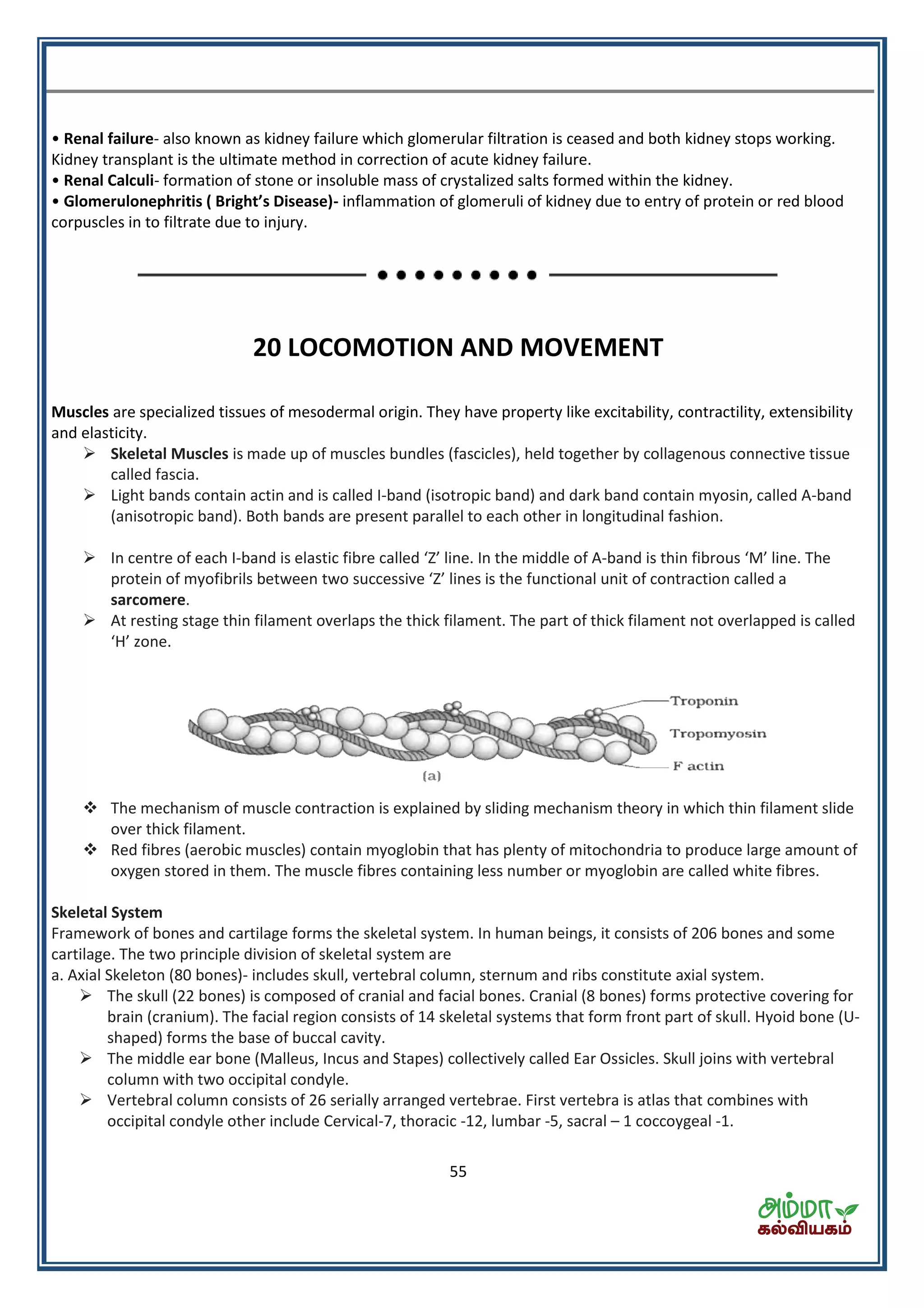 55
• Renal failure- also known as kidney failure which glomerular filtration is ceased and both kidney stops working.
Kidney transplant is the ultimate method in correction of acute kidney failure.
• Renal Calculi- formation of stone or insoluble mass of crystalized salts formed within the kidney.
• Glo erulo ephritis Bright s Disease - inflammation of glomeruli of kidney due to entry of protein or red blood
corpuscles in to filtrate due to injury.
20 LOCOMOTION AND MOVEMENT
Muscles are specialized tissues of mesodermal origin. They have property like excitability, contractility, extensibility
and elasticity.
 Skeletal Muscles is made up of muscles bundles (fascicles), held together by collagenous connective tissue
called fascia.
 Light bands contain actin and is called I-band (isotropic band) and dark band contain myosin, called A-band
(anisotropic band). Both bands are present parallel to each other in longitudinal fashion.
 In centre of each I-band is elastic fibre called Z li e. I the iddle of A-band is thin fibrous M li e. The
protein of myofibrils between t o su essi e Z li es is the fu tio al u it of contraction called a
sarcomere.
 At resting stage thin filament overlaps the thick filament. The part of thick filament not overlapped is called
H zo e.
 The mechanism of muscle contraction is explained by sliding mechanism theory in which thin filament slide
over thick filament.
 Red fibres (aerobic muscles) contain myoglobin that has plenty of mitochondria to produce large amount of
oxygen stored in them. The muscle fibres containing less number or myoglobin are called white fibres.
Skeletal System
Framework of bones and cartilage forms the skeletal system. In human beings, it consists of 206 bones and some
cartilage. The two principle division of skeletal system are
a. Axial Skeleton (80 bones)- includes skull, vertebral column, sternum and ribs constitute axial system.
 The skull (22 bones) is composed of cranial and facial bones. Cranial (8 bones) forms protective covering for
brain (cranium). The facial region consists of 14 skeletal systems that form front part of skull. Hyoid bone (U-
shaped) forms the base of buccal cavity.
 The middle ear bone (Malleus, Incus and Stapes) collectively called Ear Ossicles. Skull joins with vertebral
column with two occipital condyle.
 Vertebral column consists of 26 serially arranged vertebrae. First vertebra is atlas that combines with
occipital condyle other include Cervical-7, thoracic -12, lumbar -5, sacral – 1 coccoygeal -1.
 