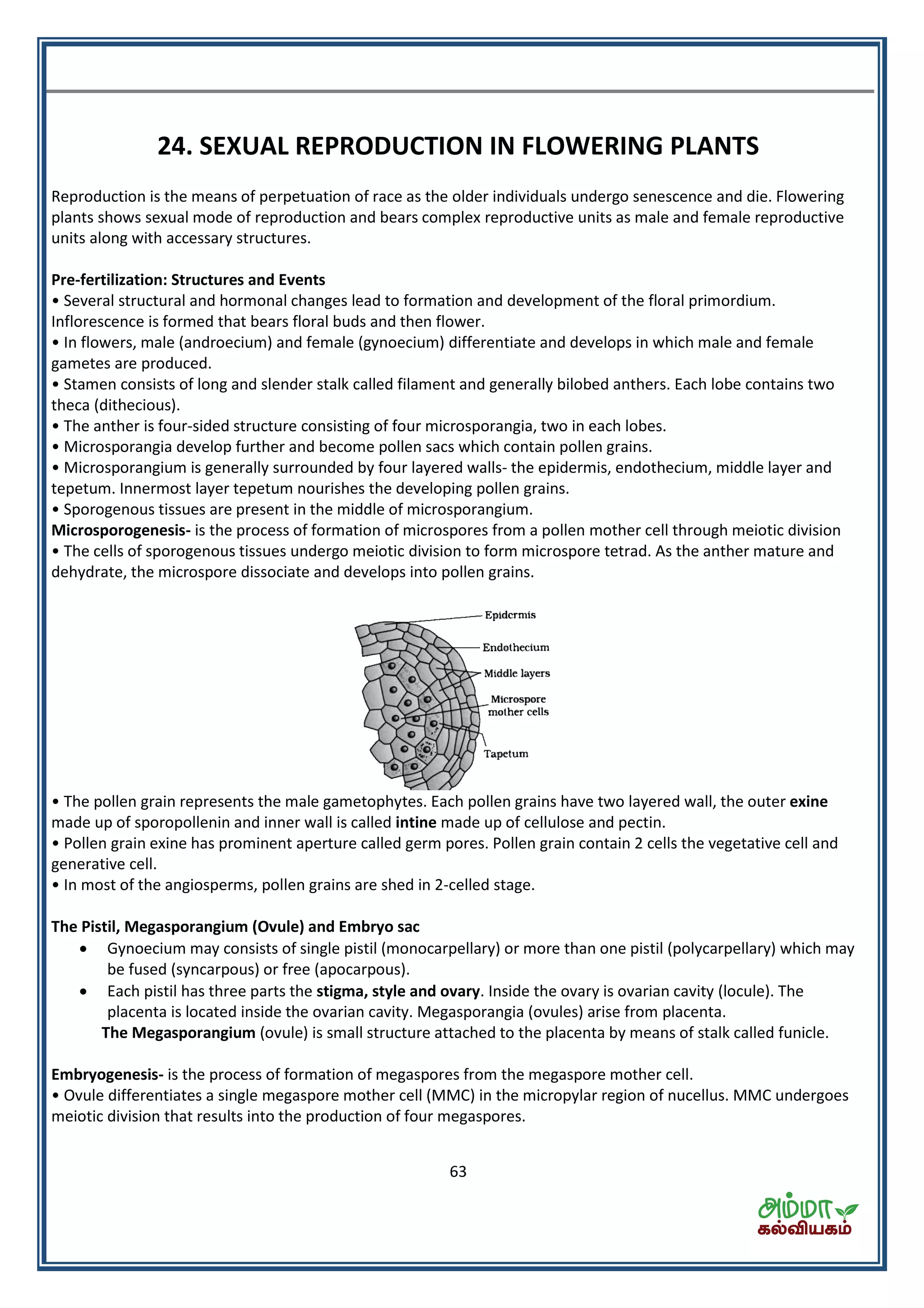 63
24. SEXUAL REPRODUCTION IN FLOWERING PLANTS
Reproduction is the means of perpetuation of race as the older individuals undergo senescence and die. Flowering
plants shows sexual mode of reproduction and bears complex reproductive units as male and female reproductive
units along with accessary structures.
Pre-fertilization: Structures and Events
• Several structural and hormonal changes lead to formation and development of the floral primordium.
Inflorescence is formed that bears floral buds and then flower.
• In flowers, male (androecium) and female (gynoecium) differentiate and develops in which male and female
gametes are produced.
• Stamen consists of long and slender stalk called filament and generally bilobed anthers. Each lobe contains two
theca (dithecious).
• The anther is four-sided structure consisting of four microsporangia, two in each lobes.
• Microsporangia develop further and become pollen sacs which contain pollen grains.
• Microsporangium is generally surrounded by four layered walls- the epidermis, endothecium, middle layer and
tepetum. Innermost layer tepetum nourishes the developing pollen grains.
• Sporogenous tissues are present in the middle of microsporangium.
Microsporogenesis- is the process of formation of microspores from a pollen mother cell through meiotic division
• The cells of sporogenous tissues undergo meiotic division to form microspore tetrad. As the anther mature and
dehydrate, the microspore dissociate and develops into pollen grains.
• The pollen grain represents the male gametophytes. Each pollen grains have two layered wall, the outer exine
made up of sporopollenin and inner wall is called intine made up of cellulose and pectin.
• Pollen grain exine has prominent aperture called germ pores. Pollen grain contain 2 cells the vegetative cell and
generative cell.
• In most of the angiosperms, pollen grains are shed in 2-celled stage.
The Pistil, Megasporangium (Ovule) and Embryo sac
 Gynoecium may consists of single pistil (monocarpellary) or more than one pistil (polycarpellary) which may
be fused (syncarpous) or free (apocarpous).
 Each pistil has three parts the stigma, style and ovary. Inside the ovary is ovarian cavity (locule). The
placenta is located inside the ovarian cavity. Megasporangia (ovules) arise from placenta.
The Megasporangium (ovule) is small structure attached to the placenta by means of stalk called funicle.
Embryogenesis- is the process of formation of megaspores from the megaspore mother cell.
• Ovule differentiates a single megaspore mother cell (MMC) in the micropylar region of nucellus. MMC undergoes
meiotic division that results into the production of four megaspores.
 