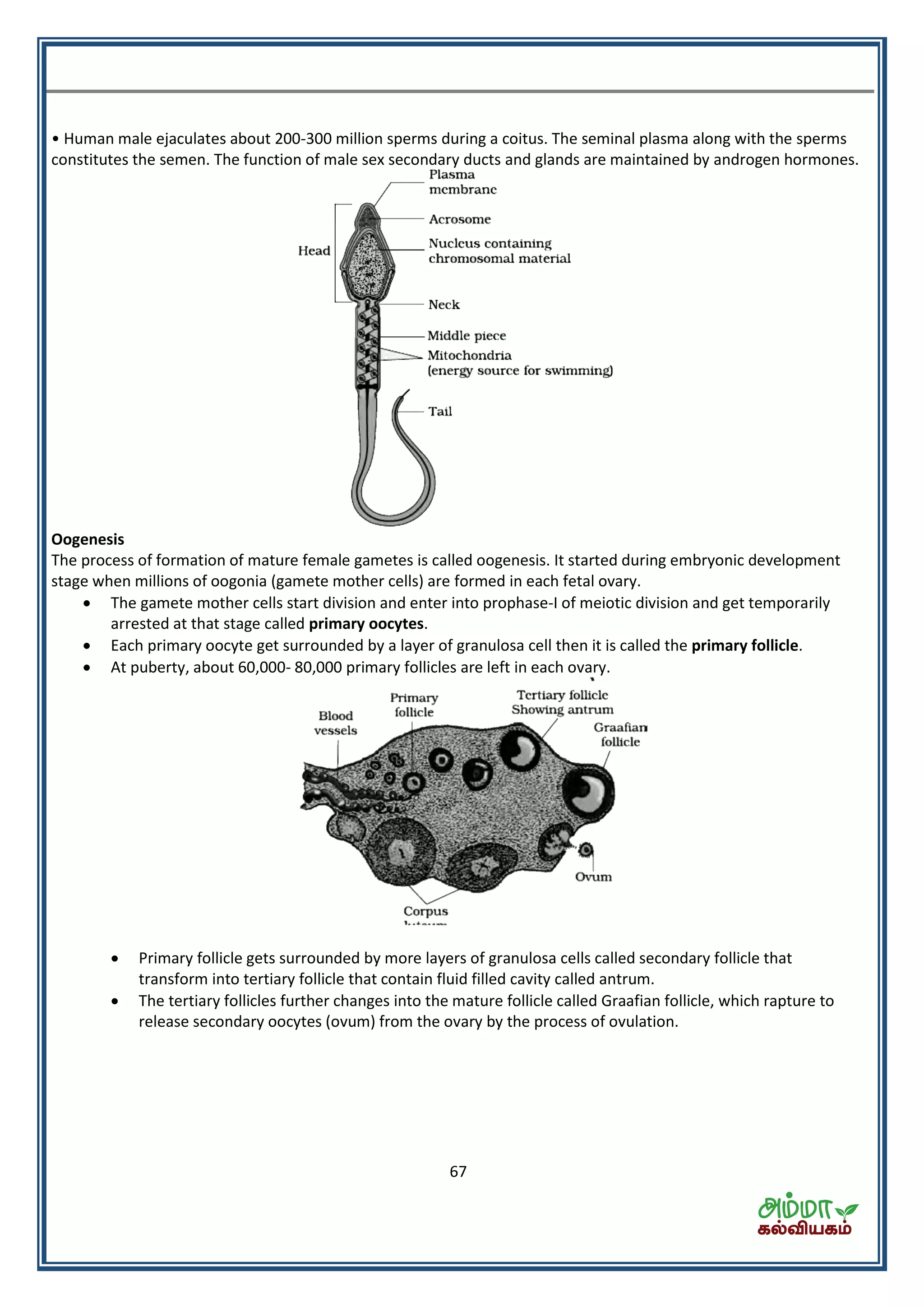 67
• Human male ejaculates about 200-300 million sperms during a coitus. The seminal plasma along with the sperms
constitutes the semen. The function of male sex secondary ducts and glands are maintained by androgen hormones.
Oogenesis
The process of formation of mature female gametes is called oogenesis. It started during embryonic development
stage when millions of oogonia (gamete mother cells) are formed in each fetal ovary.
 The gamete mother cells start division and enter into prophase-I of meiotic division and get temporarily
arrested at that stage called primary oocytes.
 Each primary oocyte get surrounded by a layer of granulosa cell then it is called the primary follicle.
 At puberty, about 60,000- 80,000 primary follicles are left in each ovary.
 Primary follicle gets surrounded by more layers of granulosa cells called secondary follicle that
transform into tertiary follicle that contain fluid filled cavity called antrum.
 The tertiary follicles further changes into the mature follicle called Graafian follicle, which rapture to
release secondary oocytes (ovum) from the ovary by the process of ovulation.
 