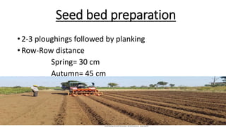 Seed bed preparation
• 2-3 ploughings followed by planking
• Row-Row distance
Spring= 30 cm
Autumn= 45 cm
 
