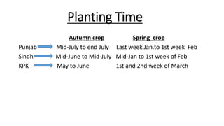 Planting Time
Autumn crop Spring crop
Punjab Mid-July to end July Last week Jan.to 1st week Feb
Sindh Mid-June to Mid-July Mid-Jan to 1st week of Feb
KPK May to June 1st and 2nd week of March
 
