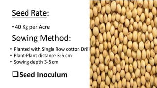 Seed Rate:
• 40 Kg per Acre
Sowing Method:
• Planted with Single Row cotton Drill
• Plant-Plant distance 3-5 cm
• Sowing depth 3-5 cm
Seed Inoculum
 