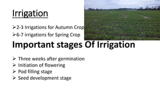 Irrigation
2-3 Irrigations for Autumn Crop
6-7 irrigations for Spring Crop
Important stages Of Irrigation
 Three weeks after germination
 Initiation of flowering
 Pod filling stage
 Seed development stage
 