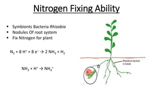 Nitrogen Fixing Ability
 Symbionts Bacteria Rhizobia
 Nodules Of root system
 Fix Nitrogen for plant
N2 + 8 H+ + 8 e− → 2 NH3 + H2
NH3 + H+ → NH4
+
 