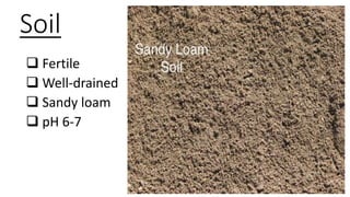 Soil
 Fertile
 Well-drained
 Sandy loam
 pH 6-7
 