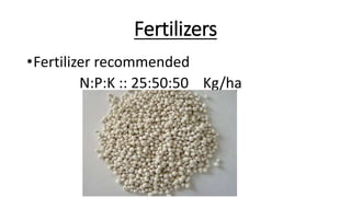 Fertilizers
•Fertilizer recommended
N:P:K :: 25:50:50 Kg/ha
 
