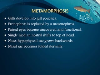  Gills develop into gill pouches.
 Pronephros is replaced by a mesonephros.
 Paired eyes become uncovered and functional.
 Single median nostril shifts to top of head.
 Naso-hypophyseal sac grows backwards.
 Nasal sac becomes folded iternally.
 