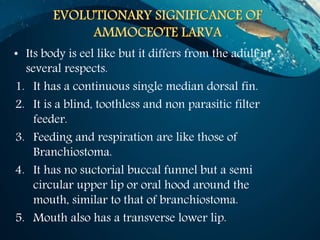 • Its body is eel like but it differs from the adult in
several respects.
1. It has a continuous single median dorsal fin.
2. It is a blind, toothless and non parasitic filter
feeder.
3. Feeding and respiration are like those of
Branchiostoma.
4. It has no suctorial buccal funnel but a semi
circular upper lip or oral hood around the
mouth, similar to that of branchiostoma.
5. Mouth also has a transverse lower lip.
 