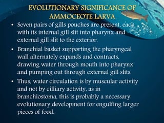 • Seven pairs of gills pouches are present, each
with its internal gill slit into pharynx and
external gill slit to the exterior.
• Branchial basket supporting the pharyngeal
wall alternately expands and contracts,
drawing water through mouth into pharynx
and pumping out through external gill slits.
• Thus, water circulation is by muscular activity
and not by cilliary activity, as in
branchiostoma, this is probably a necessary
evolutionary development for engulfing larger
pieces of food.
 