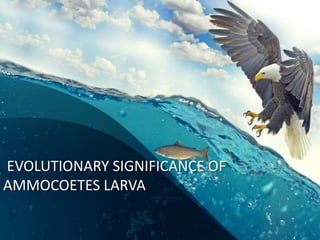 EVOLUTIONARY SIGNIFICANCE OF
AMMOCOETES LARVA
 