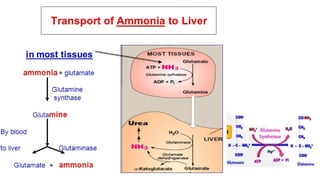 Ammonia fate in body and urea cycle.pptx