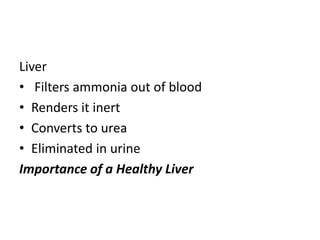 Liver
• Filters ammonia out of blood
• Renders it inert
• Converts to urea
• Eliminated in urine
Importance of a Healthy Liver