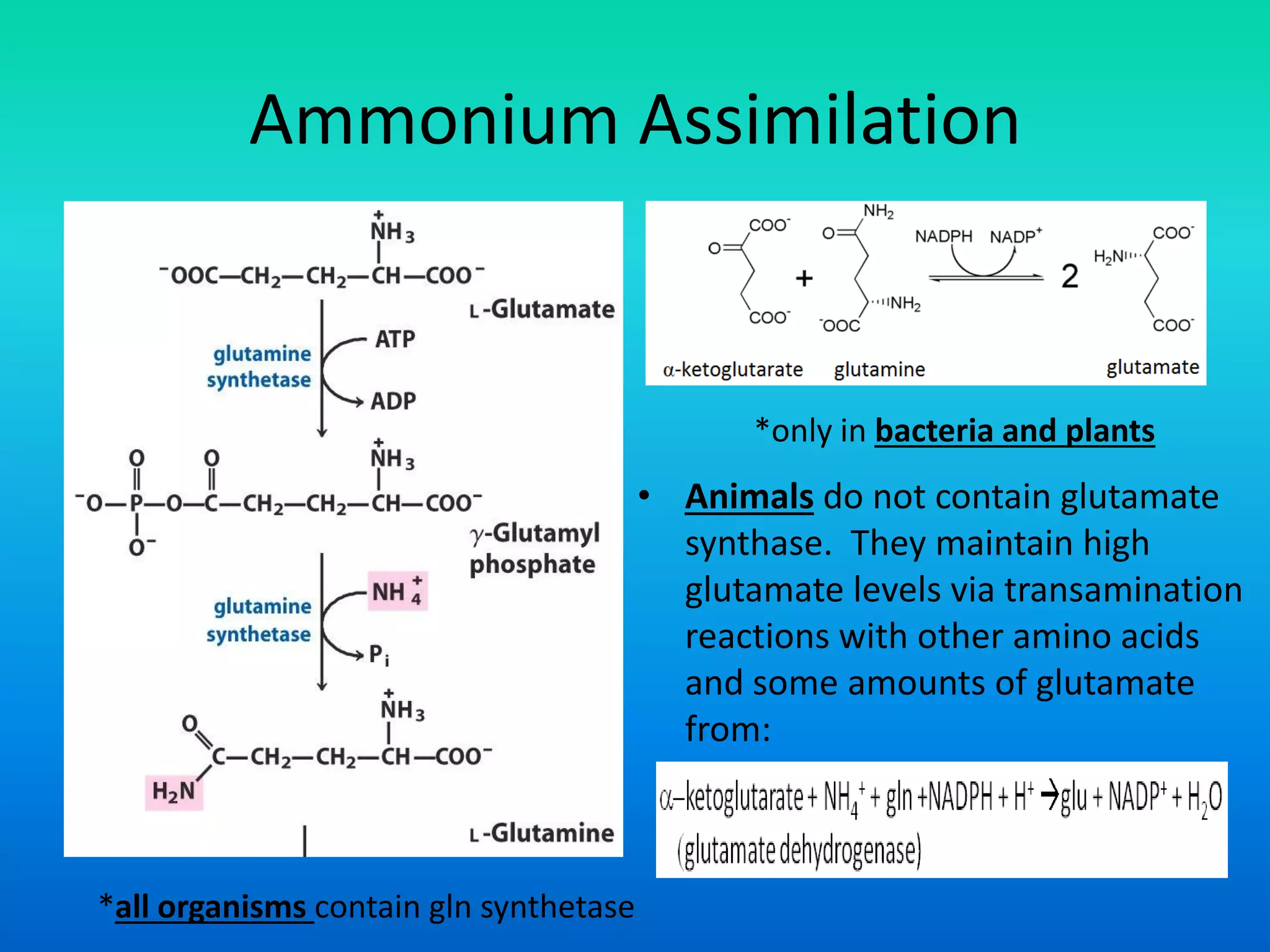 Ammonium Assimilation
*all organisms contain gln synthetase
*only in bacteria and plants
• Animals do not contain glutamate
synthase. They maintain high
glutamate levels via transamination
reactions with other amino acids
and some amounts of glutamate
from:
 