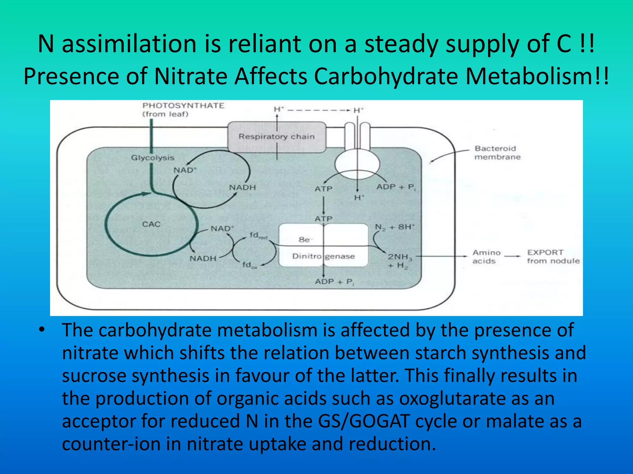 N assimilation is reliant on a steady supply of C !!
Presence of Nitrate Affects Carbohydrate Metabolism!!
• The carbohydrate metabolism is affected by the presence of
nitrate which shifts the relation between starch synthesis and
sucrose synthesis in favour of the latter. This finally results in
the production of organic acids such as oxoglutarate as an
acceptor for reduced N in the GS/GOGAT cycle or malate as a
counter‐ion in nitrate uptake and reduction.
 