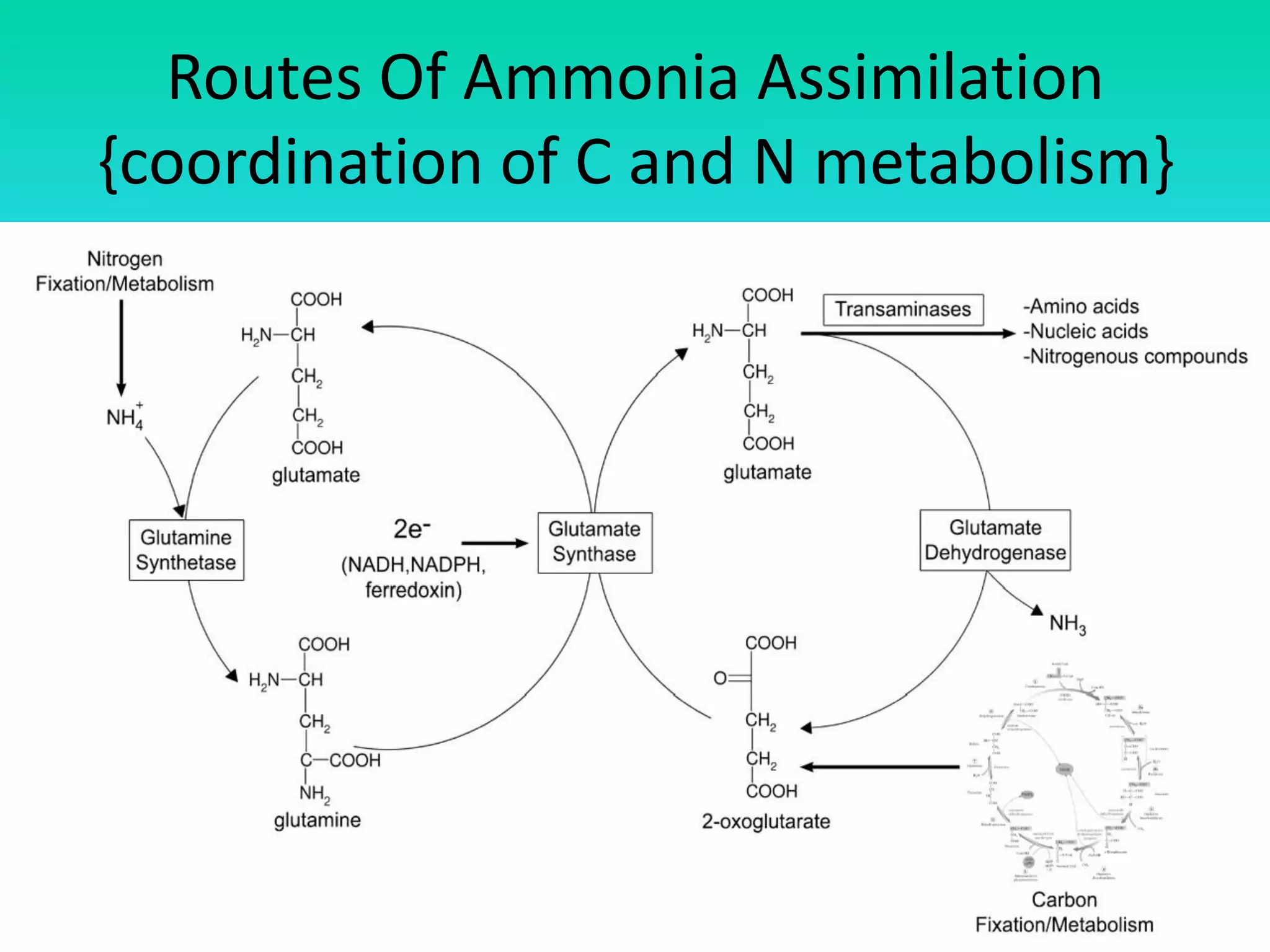 Routes Of Ammonia Assimilation
{coordination of C and N metabolism}
 