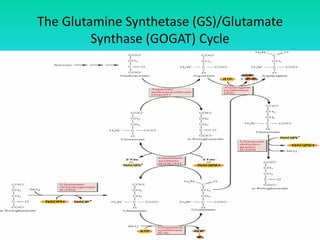 The Glutamine Synthetase (GS)/Glutamate
Synthase (GOGAT) Cycle
 