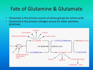 Fate of Glutamine & Glutamate
• Glutamate is the primary source of amino groups for amino acids
• Glutamine is the primary nitrogen source for other synthesis
processes
 