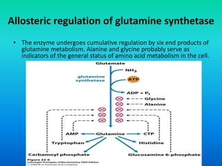 Allosteric regulation of glutamine synthetase
• The enzyme undergoes cumulative regulation by six end products of
glutamine metabolism. Alanine and glycine probably serve as
indicators of the general status of amino acid metabolism in the cell.
 
