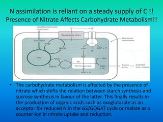 N assimilation is reliant on a steady supply of C !!
Presence of Nitrate Affects Carbohydrate Metabolism!!
• The carbohydrate metabolism is affected by the presence of
nitrate which shifts the relation between starch synthesis and
sucrose synthesis in favour of the latter. This finally results in
the production of organic acids such as oxoglutarate as an
acceptor for reduced N in the GS/GOGAT cycle or malate as a
counter‐ion in nitrate uptake and reduction.
 