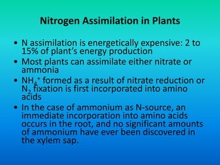 Nitrogen Assimilation in Plants
• N assimilation is energetically expensive: 2 to
15% of plant’s energy production
• Most plants can assimilate either nitrate or
ammonia
• NH4
+ formed as a result of nitrate reduction or
N2 fixation is first incorporated into amino
acids
• In the case of ammonium as N‐source, an
immediate incorporation into amino acids
occurs in the root, and no significant amounts
of ammonium have ever been discovered in
the xylem sap.
 