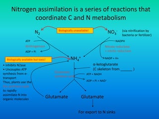 Nitrogen assimilation is a series of reactions that
coordinate C and N metabolism
N2 NO3
-Biologically unavailable! (via nitrification by
bacteria or fertilizer)
NH4
+
Biologically available but toxic!
ATP
ADP + Pi
NADPH
NADP + H+
dinitrogenase Nitrate reductase
+ nitrite reductase
Glutamate
α-ketoglutarate
(C skeleton from ______ )
Glutamate
Glutamate
synthase cycle
For export to N sinks
ATP + NADH
ADP + Pi + NAD+
• inhibits N2ase
• Uncouples ATP
synthesis from e-
transport
Thus, plants use the
Glu synthase cycle
to rapidly
assimilate N into
organic molecules
 