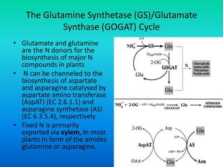 The Glutamine Synthetase (GS)/Glutamate
Synthase (GOGAT) Cycle
• Glutamate and glutamine
are the N donors for the
biosynthesis of major N
compounds in plants
• N can be channeled to the
biosynthesis of aspartate
and asparagine catalysed by
aspartate amino transferase
(AspAT) (EC 2.6.1.1) and
asparagine synthetase (AS)
(EC 6.3.5.4), respectively
• Fixed N is primarily
exported via xylem, in most
plants in form of the amides
glutamine or asparagine.
 