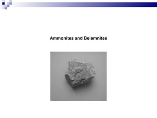 Ammonites and Belemnites  