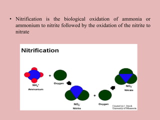 • Nitrification is the biological oxidation of ammonia or
ammonium to nitrite followed by the oxidation of the nitrite to
nitrate
 