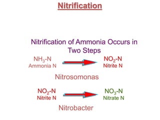 Nitrification
NH3-N
Ammonia N
NO2-N
Nitrite N
NO2-N
Nitrite N
NO3-N
Nitrate N
Nitrosomonas
Nitrobacter
Nitrification of Ammonia Occurs in
Two Steps
 