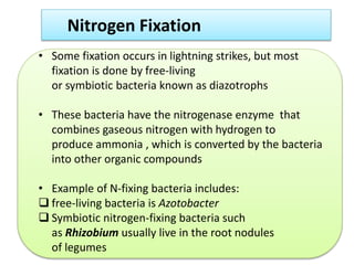Nitrogen Fixation
• Some fixation occurs in lightning strikes, but most
fixation is done by free-living
or symbiotic bacteria known as diazotrophs
• These bacteria have the nitrogenase enzyme that
combines gaseous nitrogen with hydrogen to
produce ammonia , which is converted by the bacteria
into other organic compounds
• Example of N-fixing bacteria includes:
 free-living bacteria is Azotobacter
 Symbiotic nitrogen-fixing bacteria such
as Rhizobium usually live in the root nodules
of legumes
 