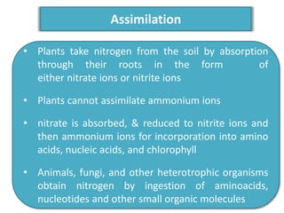 Assimilation
• Plants take nitrogen from the soil by absorption
through their roots in the form of
either nitrate ions or nitrite ions
• Plants cannot assimilate ammonium ions
• nitrate is absorbed, & reduced to nitrite ions and
then ammonium ions for incorporation into amino
acids, nucleic acids, and chlorophyll
• Animals, fungi, and other heterotrophic organisms
obtain nitrogen by ingestion of aminoacids,
nucleotides and other small organic molecules
 