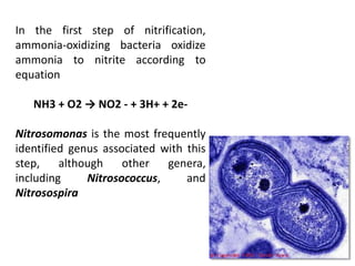 In the first step of nitrification,
ammonia-oxidizing bacteria oxidize
ammonia to nitrite according to
equation
NH3 + O2 → NO2 - + 3H+ + 2e-
Nitrosomonas is the most frequently
identified genus associated with this
step, although other genera,
including Nitrosococcus, and
Nitrosospira
 