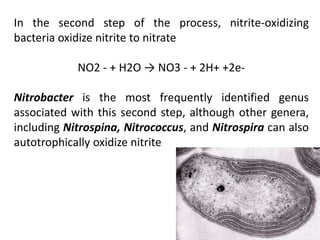 In the second step of the process, nitrite-oxidizing
bacteria oxidize nitrite to nitrate
NO2 - + H2O → NO3 - + 2H+ +2e-
Nitrobacter is the most frequently identified genus
associated with this second step, although other genera,
including Nitrospina, Nitrococcus, and Nitrospira can also
autotrophically oxidize nitrite
 