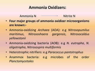 Ammonia Oxidizers:
Ammonia N Nitrite N
• Four major groups of ammonia oxidizer microorganisms
are known:-
• Ammonia-oxidizing Archaea (AOA): e.g Nitrosopumilus
maritimus, Nitrososhaera gargensis, Nitrosocaldus
yellowstonii
• Ammonia-oxidizing bacteria (AOB): e.g N. eutropha, N.
oligotropha, Nitrosospira multiformis
• Heterotrophic nitrifiers: e.g Paracoccus pantotrophus
• Anammox bacteria: e.g microbes of the order
Planctomycetales
 